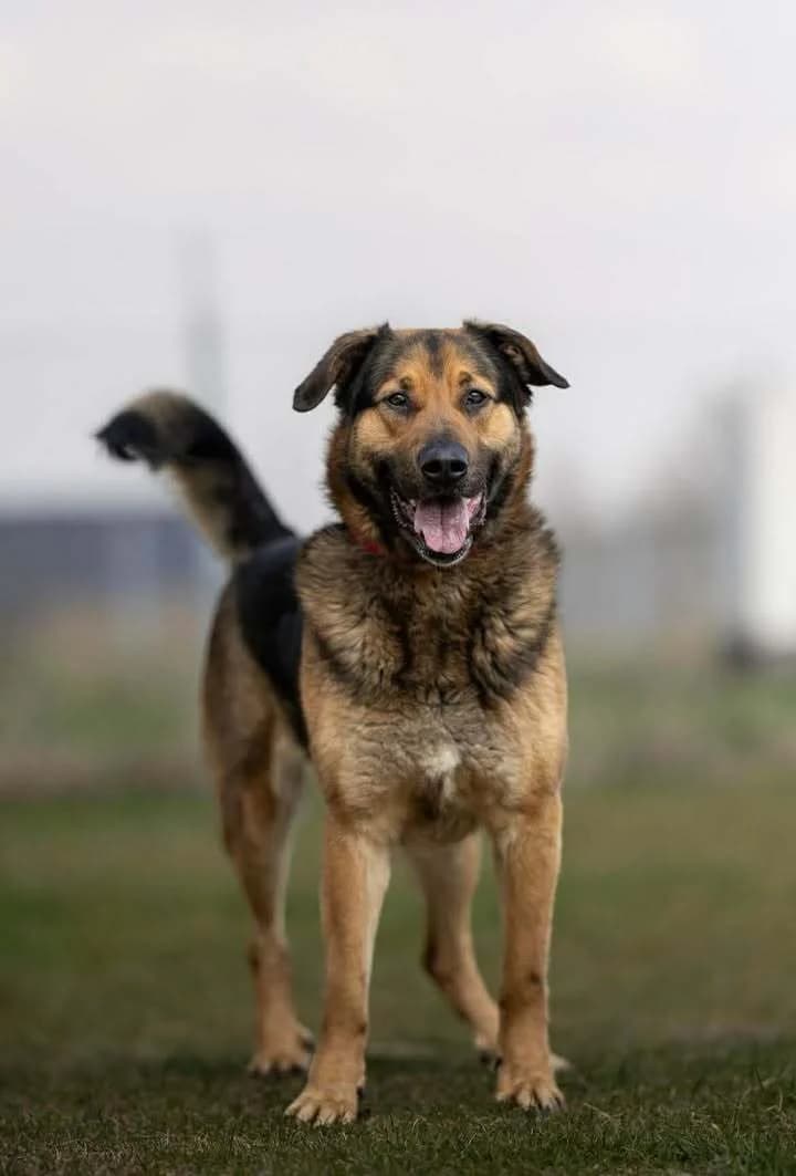 Bary, male 5yo Mixed Breed for adoption at Schronisko Pod Wiatrakami (Ostrów Wlkp.)