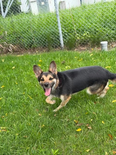Beti, female 3yo Mixed Breed for adoption at Schronisko Pod Wiatrakami (Ostrów Wlkp.)