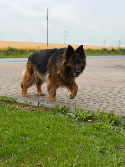 Billy, female senior Mixed Breed for adoption at Schronisko Pod Wiatrakami (Ostrów Wlkp.)