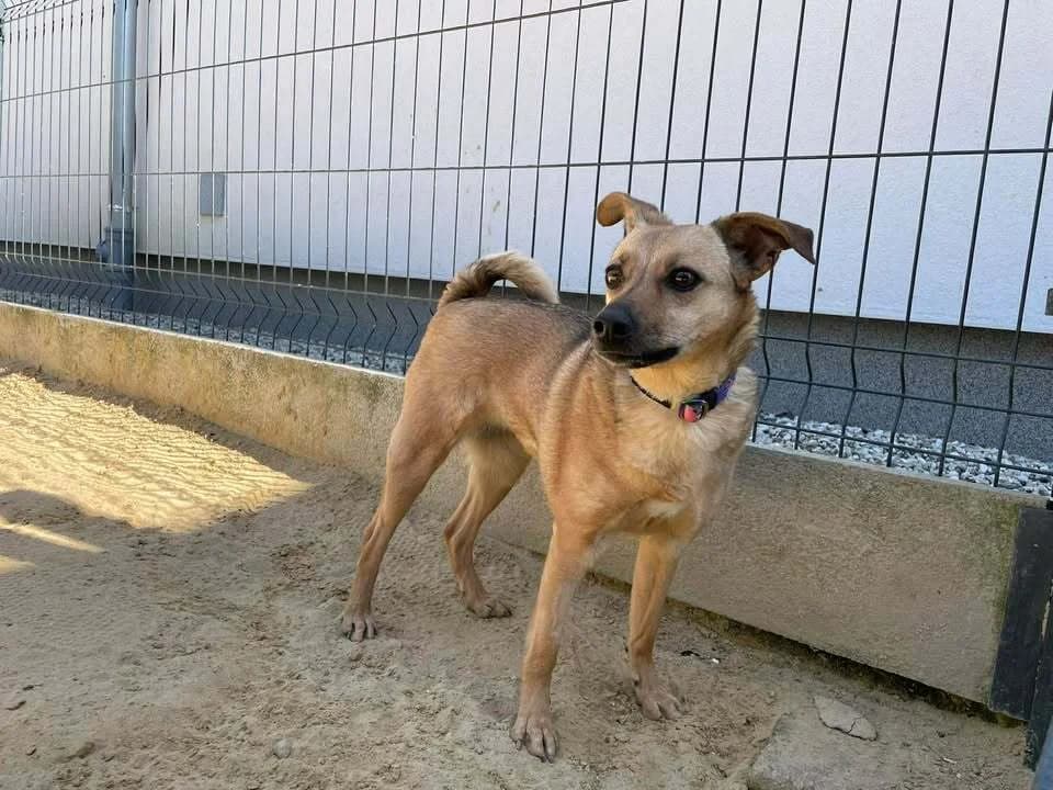 Bożena, female 4yo Mixed Breed for adoption at Schronisko Pod Wiatrakami (Ostrów Wlkp.)