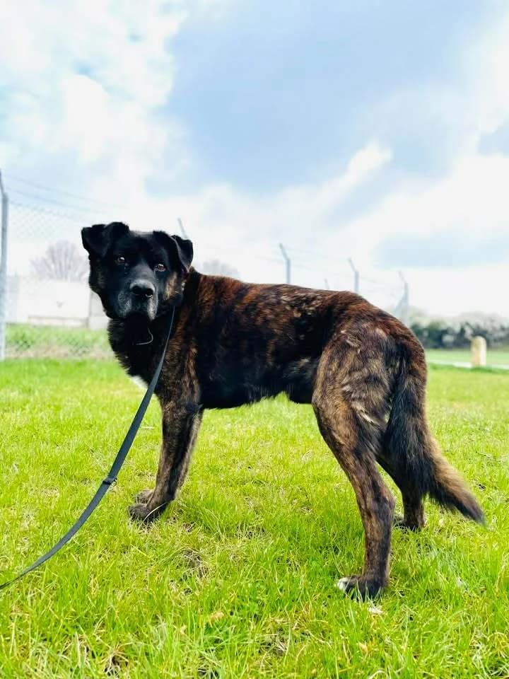 Bruno, male senior Mixed Breed for adoption at Schronisko Pod Wiatrakami (Ostrów Wlkp.)