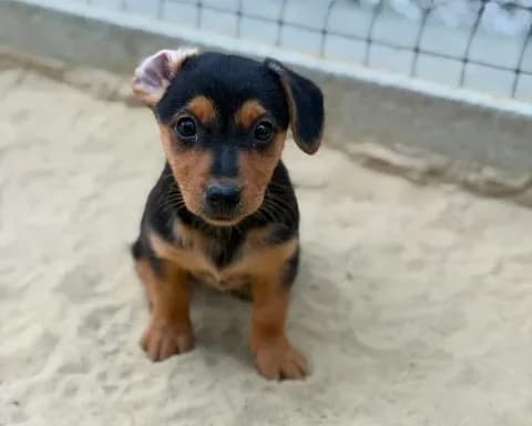 Cora, female puppy Mixed Breed for adoption at Schronisko Pod Wiatrakami (Ostrów Wlkp.)