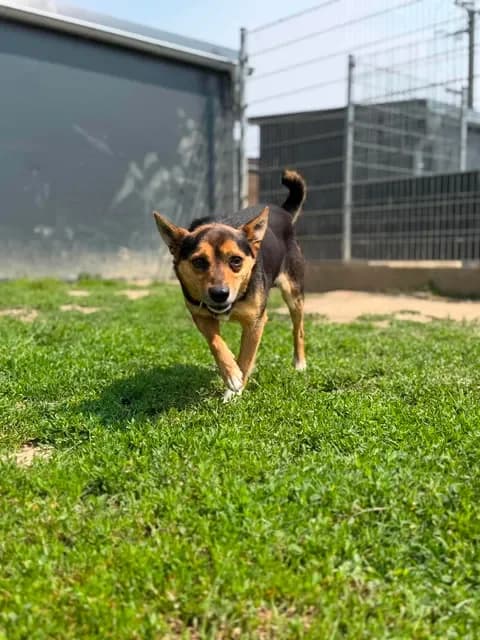 Czarik, male 5yo Mixed Breed for adoption at Schronisko Pod Wiatrakami (Ostrów Wlkp.)
