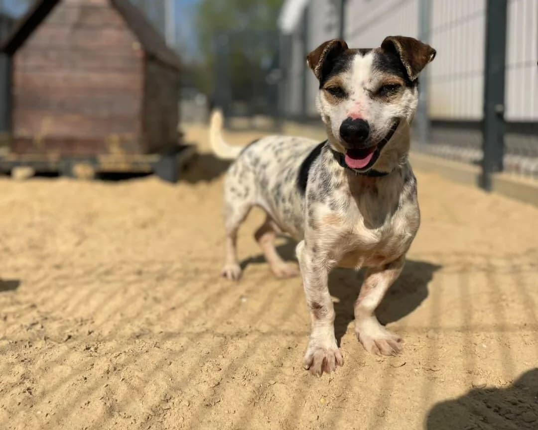 Dinuś, male 4yo Mixed Breed for adoption at Schronisko Pod Wiatrakami (Ostrów Wlkp.)