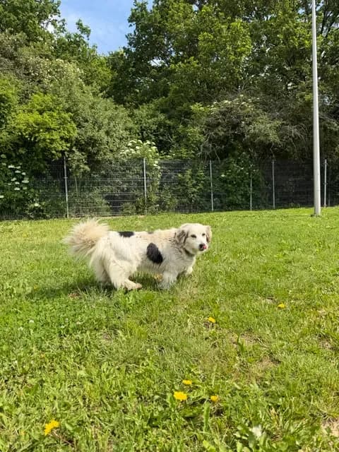 Dusia, female 5yo Mixed Breed for adoption at Schronisko Pod Wiatrakami (Ostrów Wlkp.)