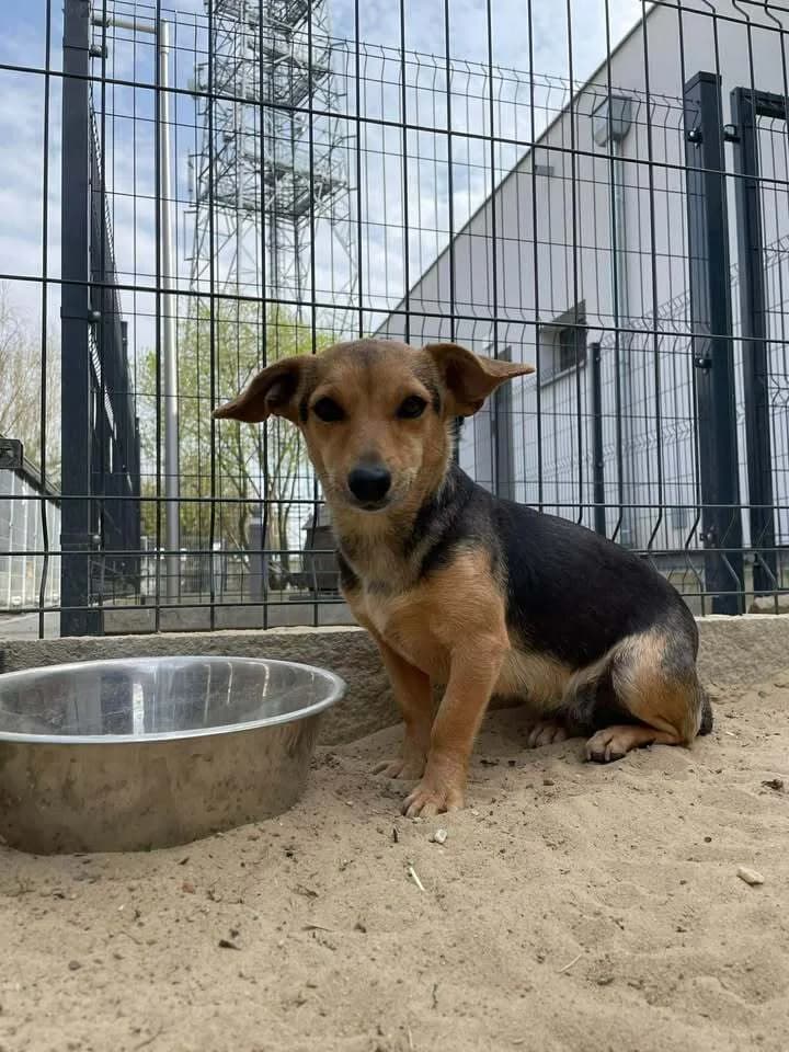 Flora, female young Mixed Breed for adoption at Schronisko Pod Wiatrakami (Ostrów Wlkp.)