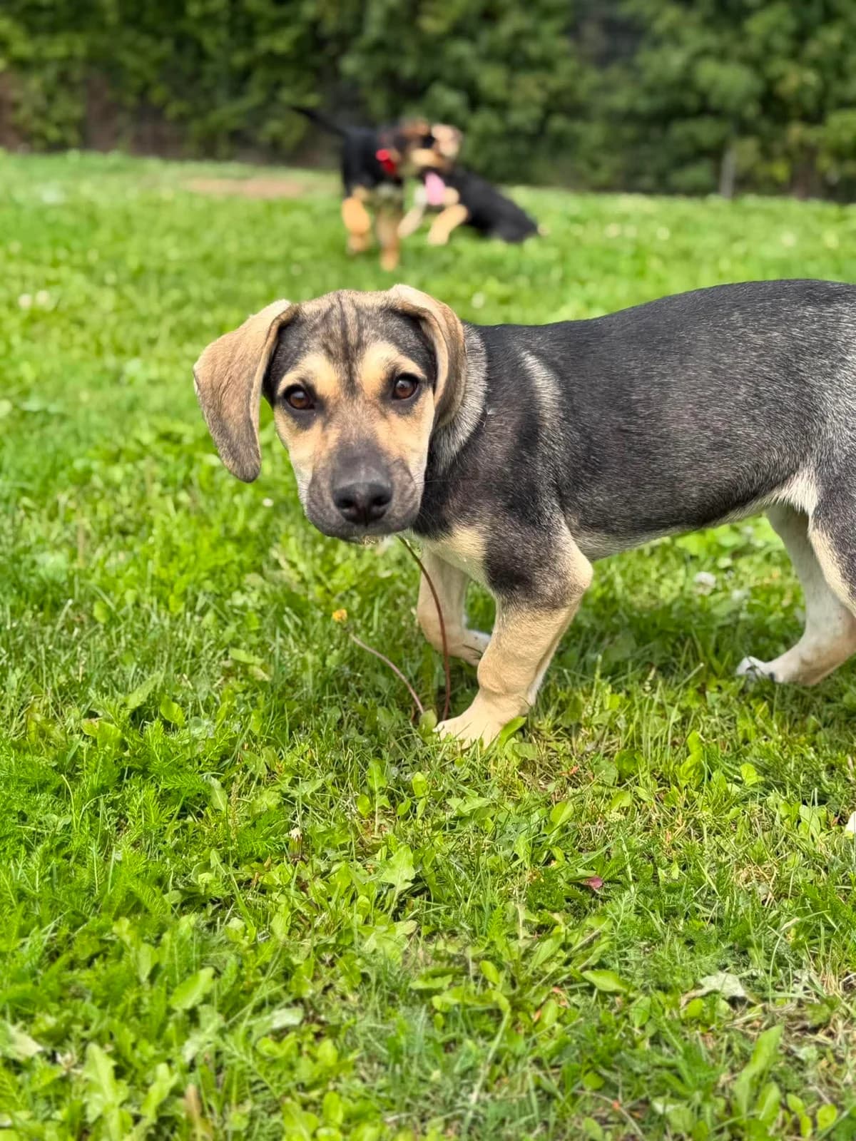 Gala, female puppy Mixed Breed for adoption at Schronisko Pod Wiatrakami (Ostrów Wlkp.)