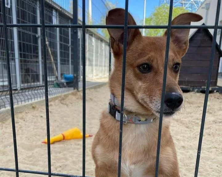 Gloria, female 3yo Mixed Breed for adoption at Schronisko Pod Wiatrakami (Ostrów Wlkp.)