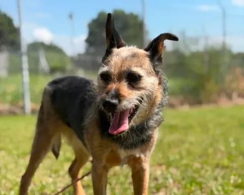 Haiti, female 7yo Mixed Breed for adoption at Schronisko Pod Wiatrakami (Ostrów Wlkp.)