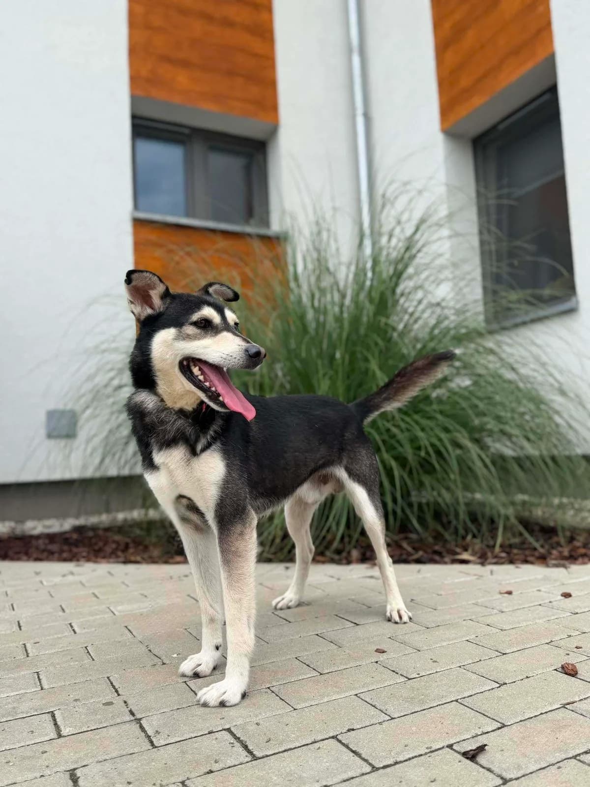 Haski, male 7yo Mixed Breed for adoption at Schronisko Pod Wiatrakami (Ostrów Wlkp.)