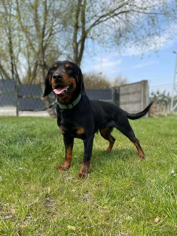 Jantar, male 4yo Mixed Breed for adoption at Schronisko Pod Wiatrakami (Ostrów Wlkp.)