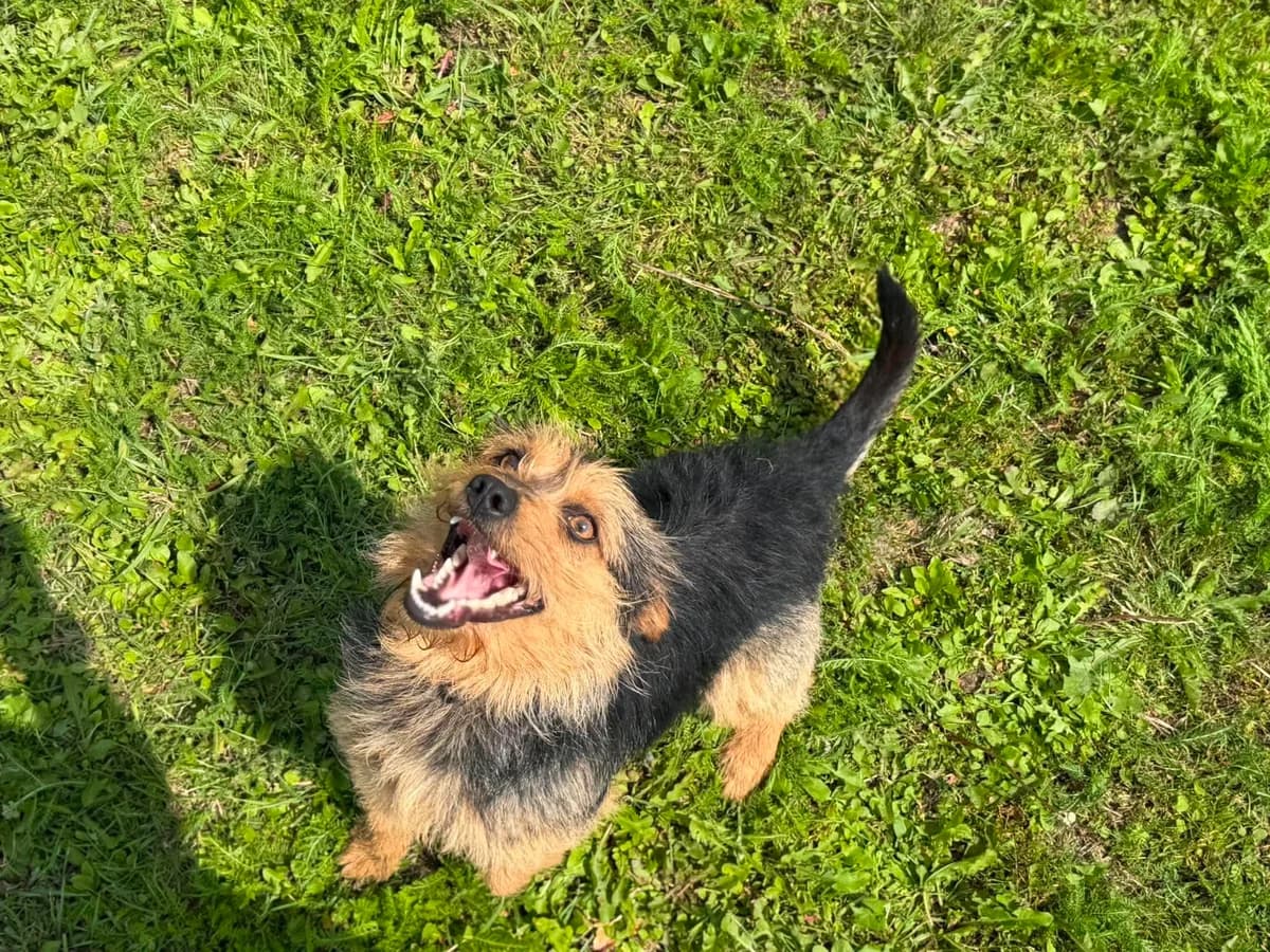 Lilo, male 3yo Mixed Breed for adoption at Schronisko Pod Wiatrakami (Ostrów Wlkp.)