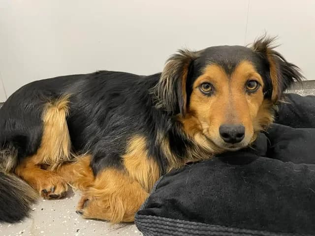 Loki, male 3yo Mixed Breed for adoption at Schronisko Pod Wiatrakami (Ostrów Wlkp.)