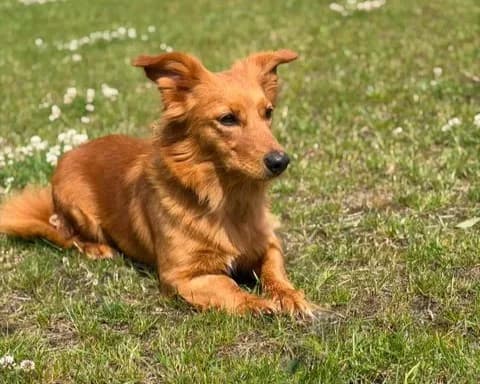Lusia, female young Mixed Breed for adoption at Schronisko Pod Wiatrakami (Ostrów Wlkp.)