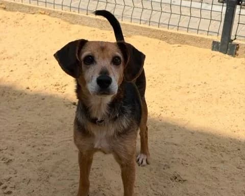 Maya, female 7yo Mixed Breed for adoption at Schronisko Pod Wiatrakami (Ostrów Wlkp.)