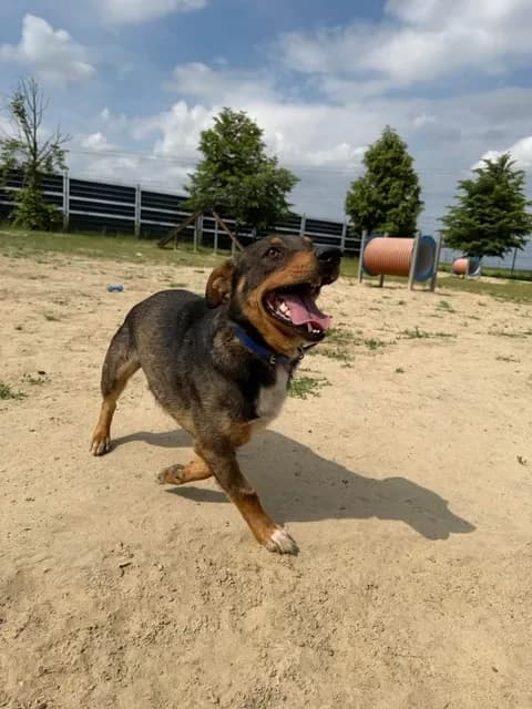 Miko, male 3yo Mixed Breed for adoption at Schronisko Pod Wiatrakami (Ostrów Wlkp.)