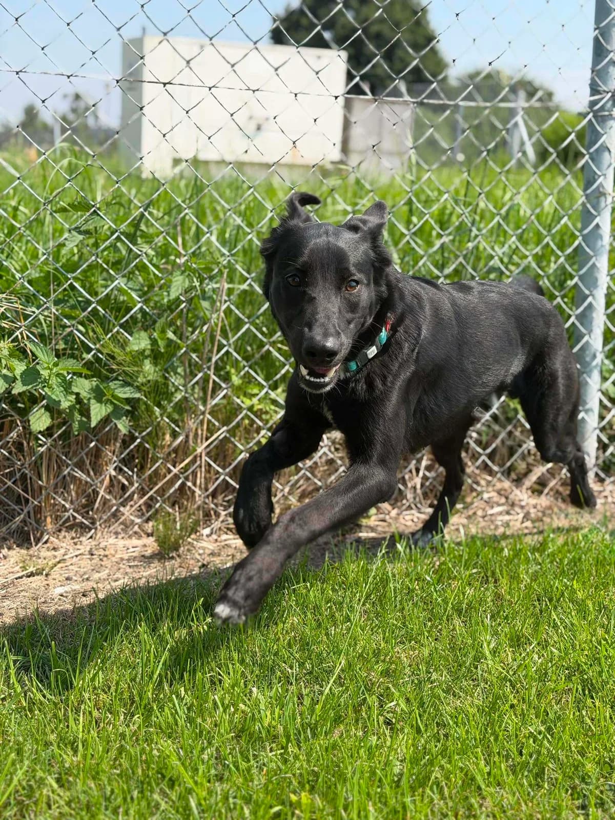 Morus, male Mixed Breed for adoption at Schronisko Pod Wiatrakami (Ostrów Wlkp.)