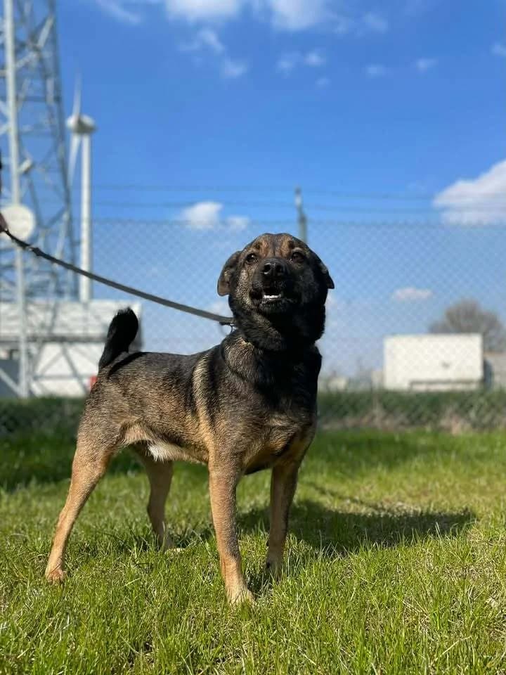 Nero, male 5yo Mixed Breed for adoption at Schronisko Pod Wiatrakami (Ostrów Wlkp.)