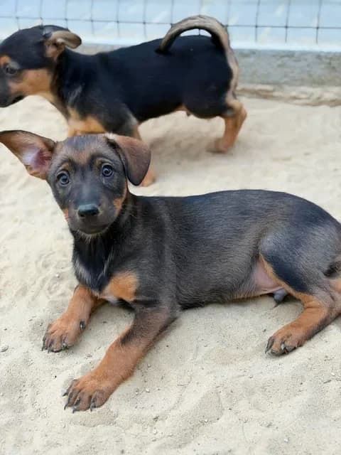 Nilo, male puppy Mixed Breed for adoption at Schronisko Pod Wiatrakami (Ostrów Wlkp.)