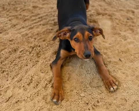 Rio, male puppy Mixed Breed for adoption at Schronisko Pod Wiatrakami (Ostrów Wlkp.)