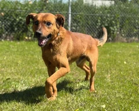 Sajmon, male 6yo Mixed Breed for adoption at Schronisko Pod Wiatrakami (Ostrów Wlkp.)