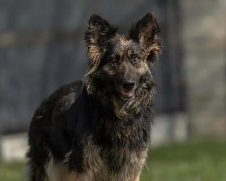 Savana, female 5yo Mixed Breed for adoption at Schronisko Pod Wiatrakami (Ostrów Wlkp.)