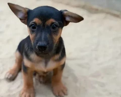 Yuri, male puppy Mixed Breed for adoption at Schronisko Pod Wiatrakami (Ostrów Wlkp.)