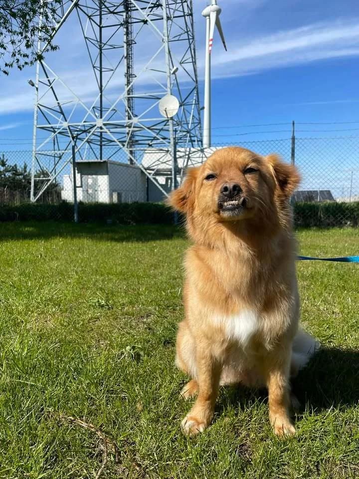 Ząbek, male 3yo Mixed Breed for adoption at Schronisko Pod Wiatrakami (Ostrów Wlkp.)