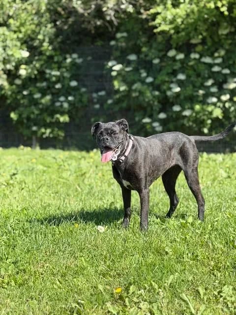 Zara, female senior Mixed Breed for adoption at Schronisko Pod Wiatrakami (Ostrów Wlkp.)