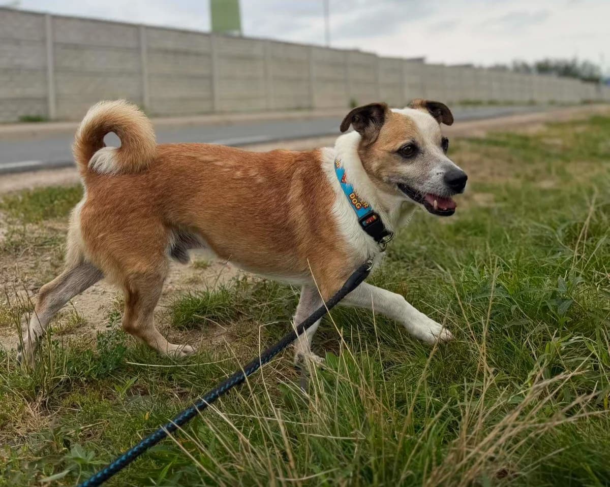 Zenek, male senior Mixed Breed for adoption at Schronisko Pod Wiatrakami (Ostrów Wlkp.)