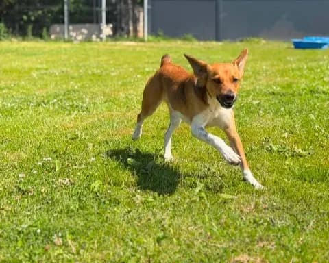 Zora, female young Mixed Breed for adoption at Schronisko Pod Wiatrakami (Ostrów Wlkp.)