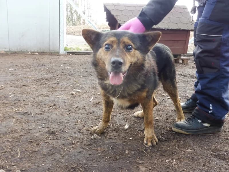 Nimbus, male senior Mixed Breed for adoption at Schronisko Janik (Ostrowiec Świętokrzyski)