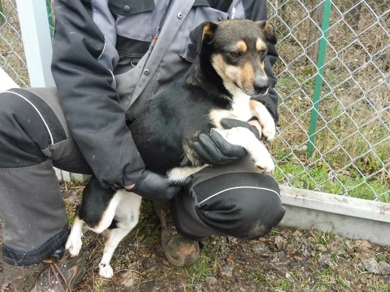 Kiara, female young Mixed Breed for adoption at Schronisko Janik (Ostrowiec Świętokrzyski)