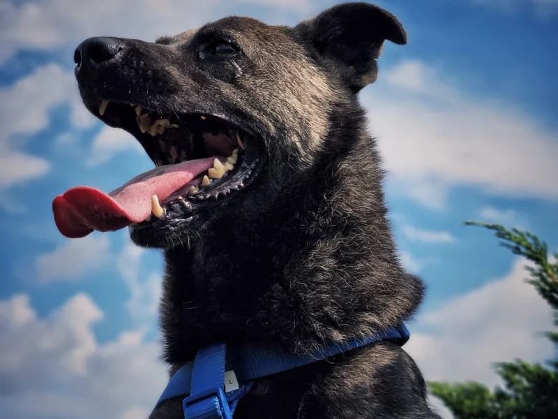 Bufet, male 6yo Mixed Breed for adoption at Schronisko Janik (Ostrowiec Świętokrzyski)