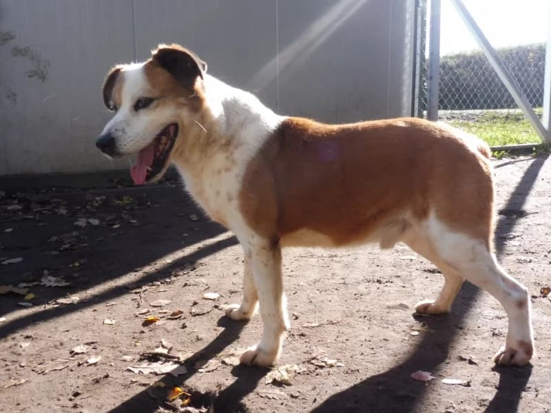 Bento, male 5yo Mixed Breed for adoption at Schronisko Janik (Ostrowiec Świętokrzyski)
