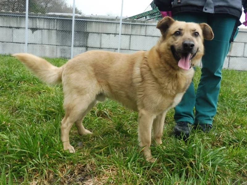Bravo, male 4yo Mixed Breed for adoption at Schronisko Janik (Ostrowiec Świętokrzyski)