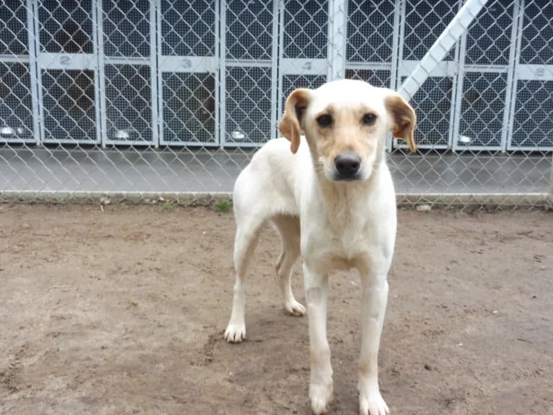 Nala, female young Mixed Breed for adoption at Schronisko Janik (Ostrowiec Świętokrzyski)