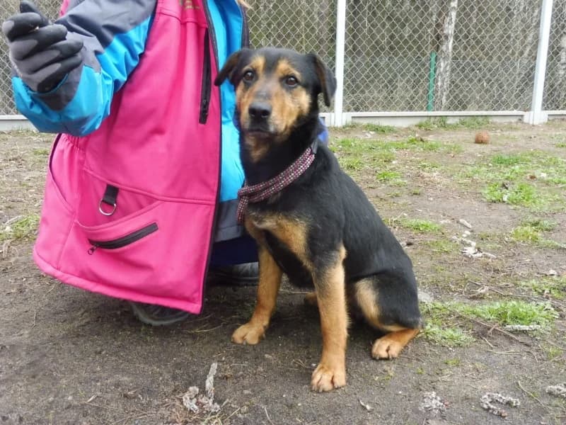 Trevor, male 3yo Mixed Breed for adoption at Schronisko Janik (Ostrowiec Świętokrzyski)