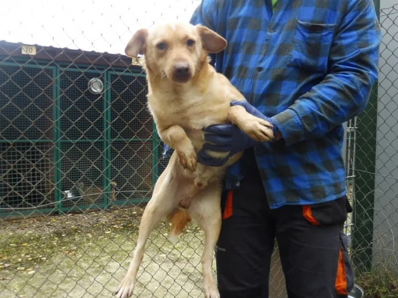 Timmy, male 4yo Mixed Breed for adoption at Schronisko Janik (Ostrowiec Świętokrzyski)