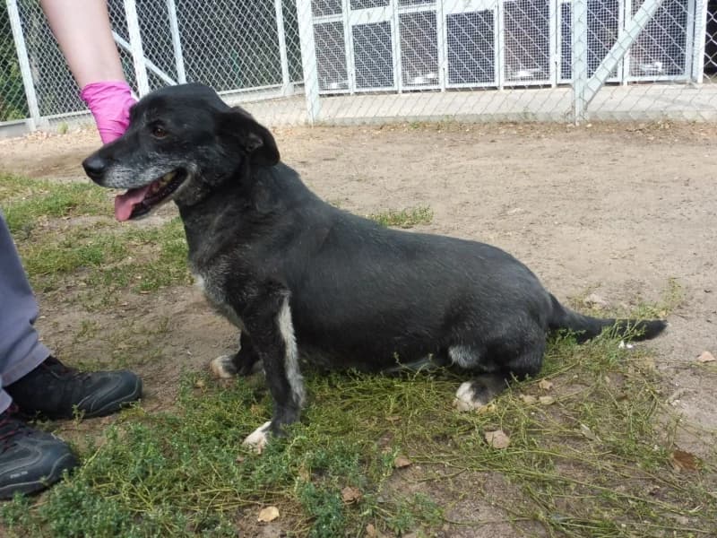 Reno, male 6yo Mixed Breed for adoption at Schronisko Janik (Ostrowiec Świętokrzyski)