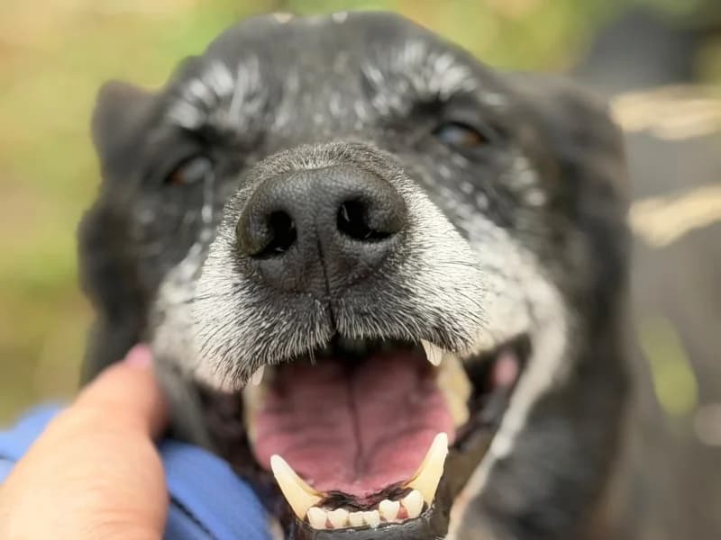 Reno, male 6yo Mixed Breed for adoption at Schronisko Janik (Ostrowiec Świętokrzyski)