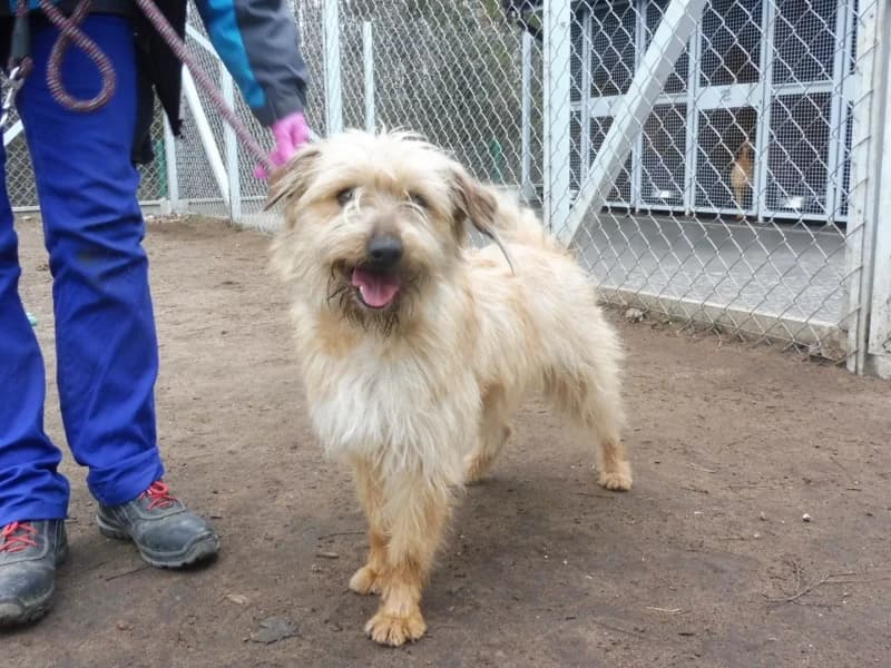Kłaczek, male young Mixed Breed for adoption at Schronisko Janik (Ostrowiec Świętokrzyski)