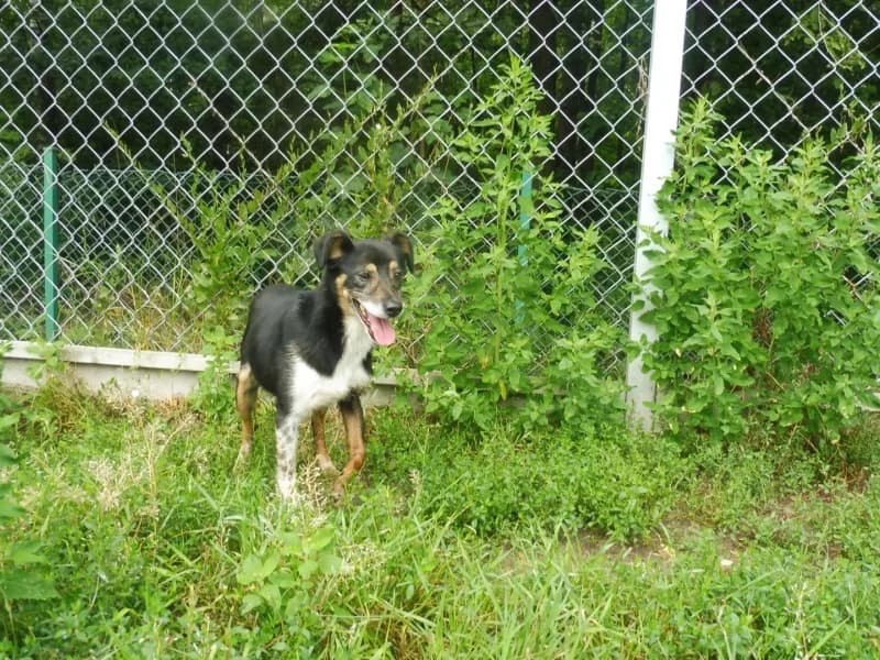 Zajączek, male 7yo Mixed Breed for adoption at Schronisko Janik (Ostrowiec Świętokrzyski)