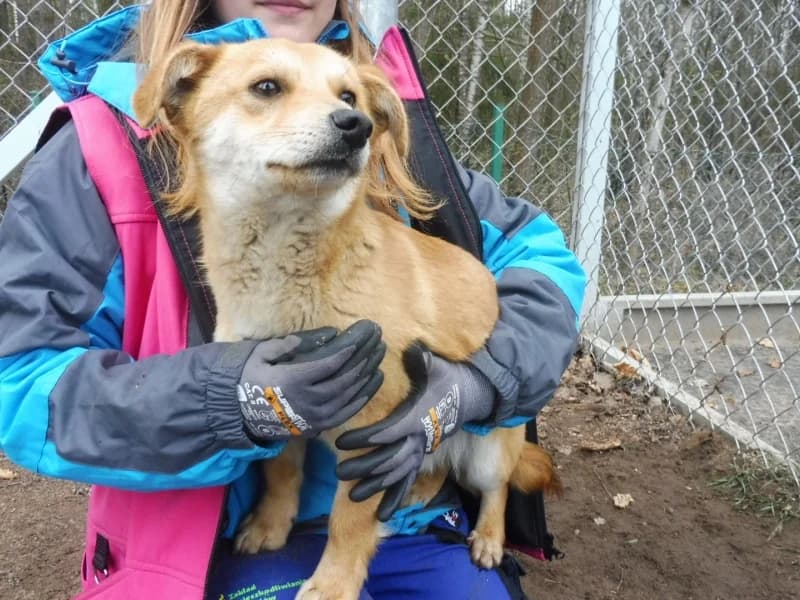 Słodziak, male young Mixed Breed for adoption at Schronisko Janik (Ostrowiec Świętokrzyski)