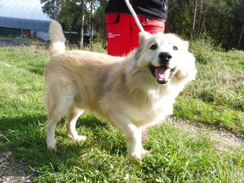 Rubens, male senior Mixed Breed for adoption at Schronisko Janik (Ostrowiec Świętokrzyski)