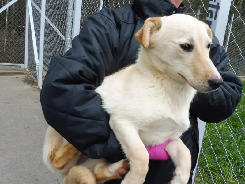 Bisia, female young Mixed Breed for adoption at Schronisko Janik (Ostrowiec Świętokrzyski)