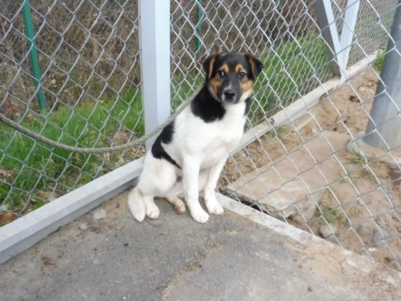 Neo, male young Mixed Breed for adoption at Schronisko Janik (Ostrowiec Świętokrzyski)