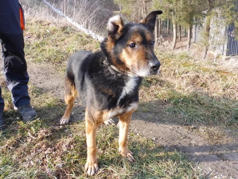 Edyp, male 5yo Mixed Breed for adoption at Schronisko Janik (Ostrowiec Świętokrzyski)