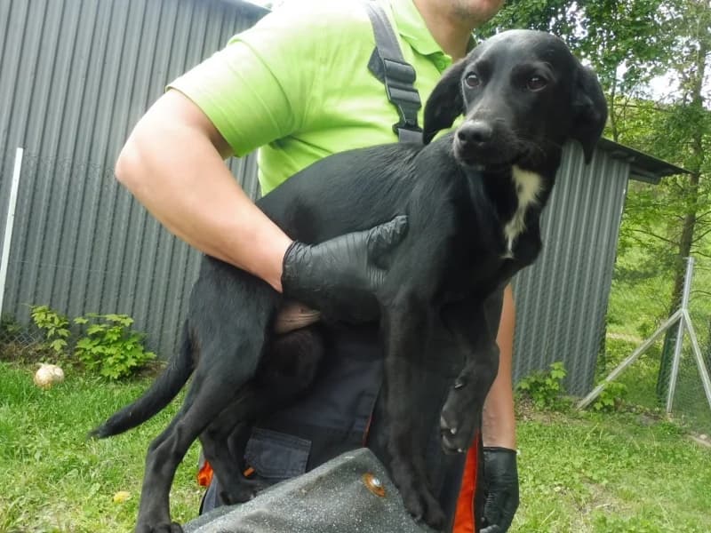 Bono, male 3yo Mixed Breed for adoption at Schronisko Janik (Ostrowiec Świętokrzyski)