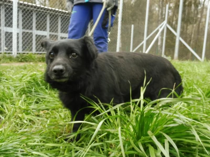 Smołek, male 6yo Mixed Breed for adoption at Schronisko Janik (Ostrowiec Świętokrzyski)